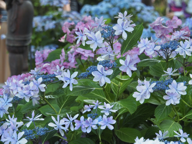 長谷寺の庭のお花